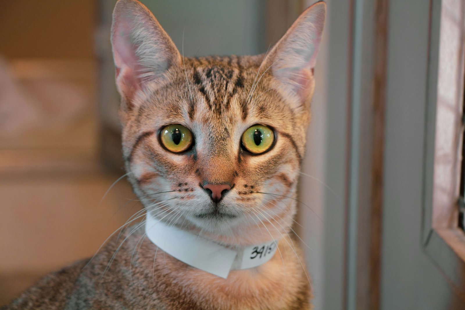 orange tabby cat near window